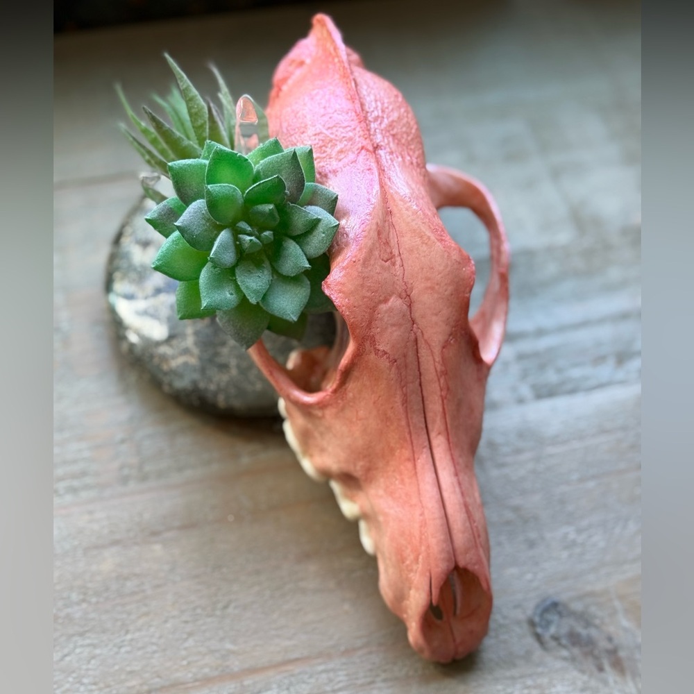 GENUINE COYOTE SKULL DECOR ODDITY - Picture 3 of 5